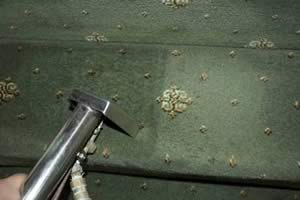 Carpet cleaning Golders Green